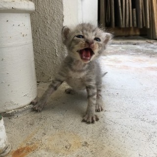 急募！！の画像