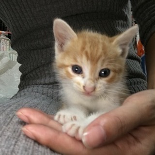 茶トラ オス しっぽ短め − 埼玉県