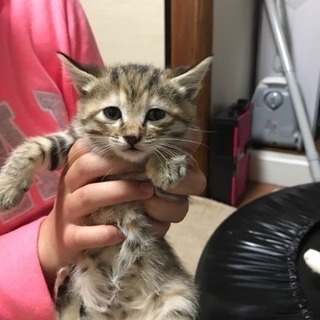 里親なってください可愛い3匹子猫 です - 猫