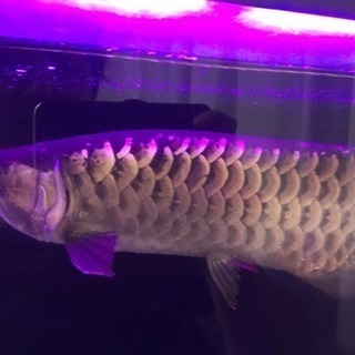 今週引き取り限定で5000円引きます！