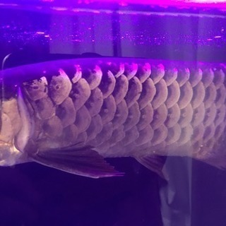 今週引き取り限定で5000円引きます！