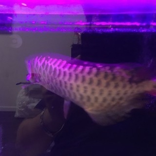 今週引き取り限定で5000円引きます！