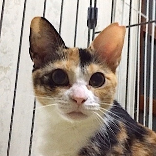 可憐な美少女猫のミーナちゃん、里親募集さんです。