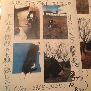 沖縄県豊見城市でボストンテリアの迷子犬探してます