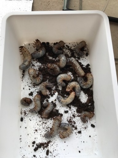 カブトムシの幼虫80匹＋α