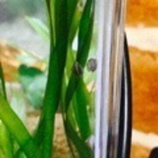 タニシ譲ります ともちゃん 板橋のその他の里親募集 ジモティー