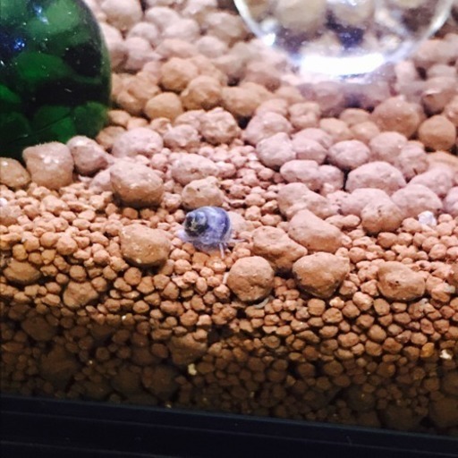 タニシ譲ります ともちゃん 板橋のその他の里親募集 ジモティー