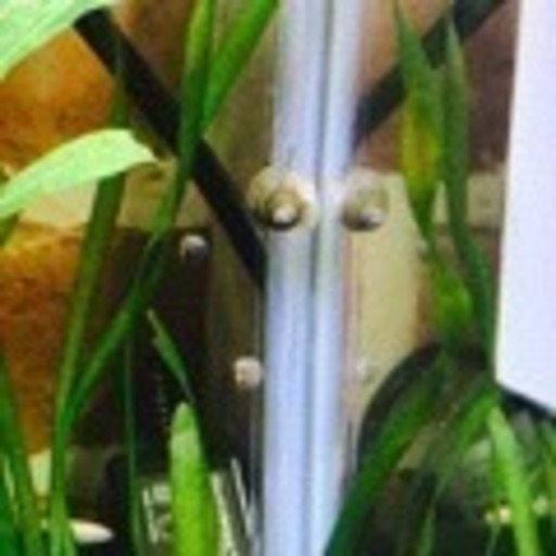 タニシ譲ります ともちゃん 板橋のその他の里親募集 ジモティー