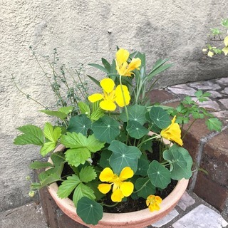【見ても食べても楽しめる】ハーブの寄せ植えづくり