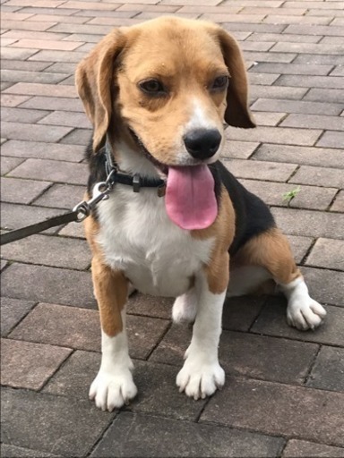 ビーグル犬 1歳 オス 血統書付き ジュンジュン 北九州の犬の里親募集 ジモティー ビーグル犬 1歳 オス 血統書付き ジュンジュン 北九州の犬の里親募集 ジモティー