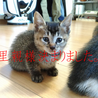 里親様募集させて頂きます。 - 猫