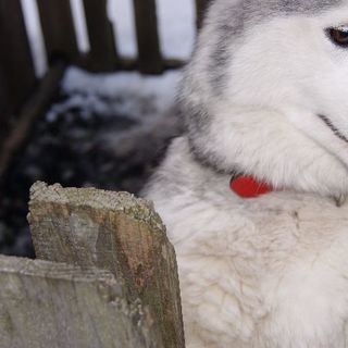 7歳のシベリアンハスキー/メス。