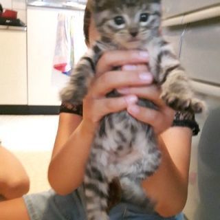 子猫 急募 ※引き取りに来られる方