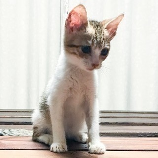 【里親様決まりました】保護した仔猫の里親募集 - 猫