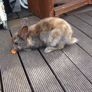 かわいい子ウサギを育ててみませんか？（ネーザランド種） - 京都市