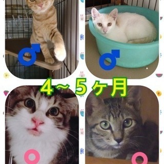 10／1(日)子猫の譲渡会in久留米 - 久留米市