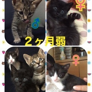 10／1(日)子猫の譲渡会in久留米