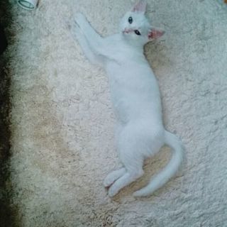 オス、生後３ヶ月、白猫