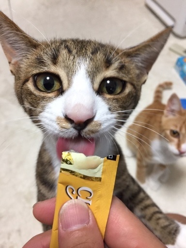 生後6ヶ月 かわいい 子ども猫 里親さん募集 Nicopuku 大阪の猫の里親募集 ジモティー