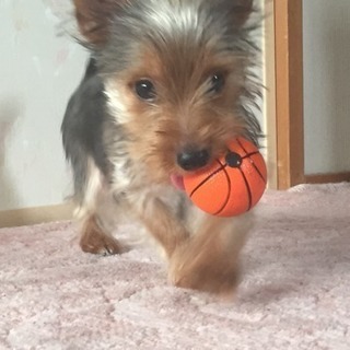 【助けて】ワンちゃん犬のモノ、取りに行きます