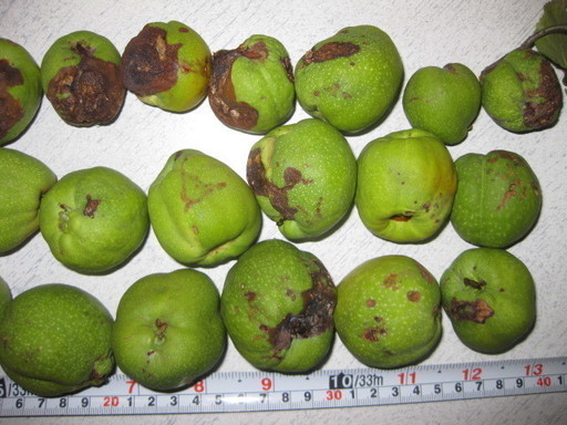 地梨ジナシクサボケ草木瓜実2７個地梨酒に 塩尻 カエサル 塩尻のその他の中古あげます 譲ります ジモティーで不用品の処分