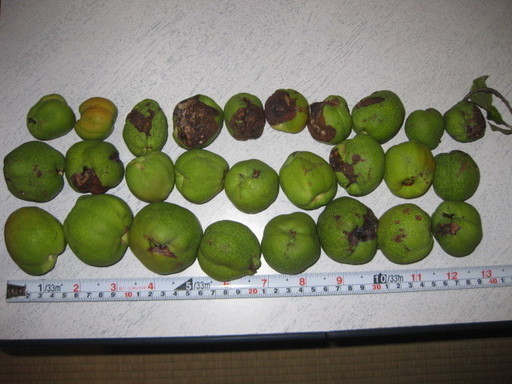 地梨ジナシクサボケ草木瓜実2７個地梨酒に 塩尻 カエサル 塩尻のその他の中古あげます 譲ります ジモティーで不用品の処分