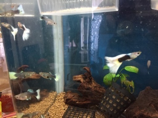 国産グッピー ドイツイエロータキシード 若魚5匹 アルビノ同腹個体 りり 星ヶ丘のその他の中古あげます 譲ります ジモティーで不用品の処分 国産グッピー ドイツイエロータキシード 若魚5匹 アルビノ同腹個体 りり 星ヶ丘のその他の中古あげます 譲ります ジモティーで不用品の処分