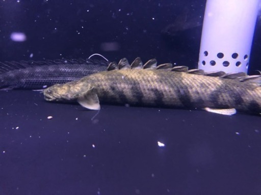 ステゴ体型 セミショート エンドリケリー 熱帯魚 水槽
