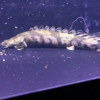 【限定セール！】 ステゴ体型 セミショート エンドリケリー 熱帯魚 水槽 - その他 その他