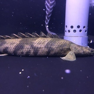 ステゴ体型 セミショート エンドリケリー 熱帯魚 水槽