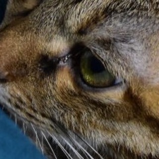 一眼カメラ教えて下さい。