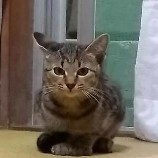 さくら猫になる前に家族になってください。