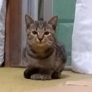 さくら猫になる前に家族になってください。 - 明石市