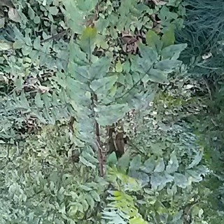 山椒の木