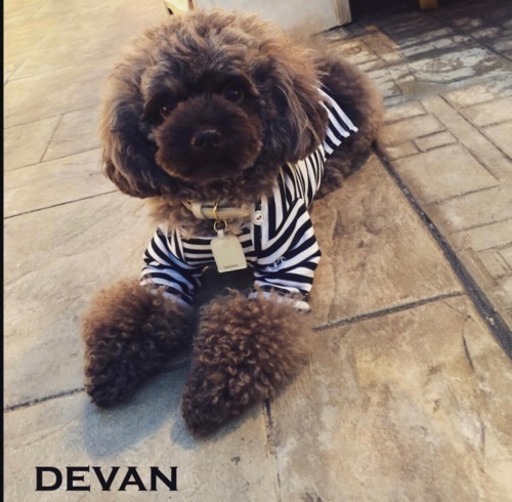 ペットと同伴で働ける 販売スタッフ大募集 Devan 袖ケ浦のその他の無料求人広告 アルバイト バイト募集情報 ジモティー
