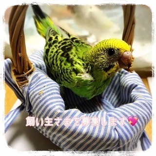 【里親さん決定】セキセイインコの雛ちゃんの画像