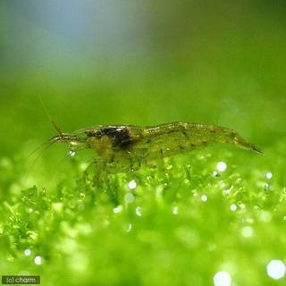 ミナミヌマエビ　(アクアリウム苔取生体、活き餌、釣り餌、等)