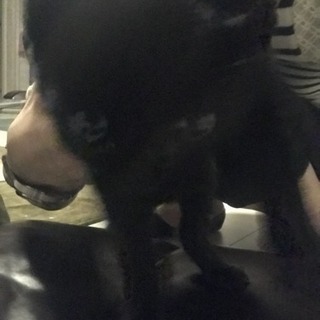 黒猫♂オス生後１ヶ月前後・里親募集 - 猫