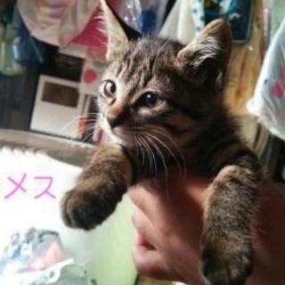 推定２ヶ月の子猫たちです！の画像