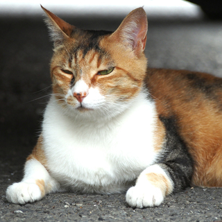 4歳甘えん坊三毛猫さんの里親募集です