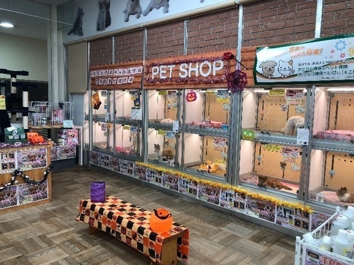 トリマー大大大募集 Benewakaba 稲城の接客の無料求人広告 アルバイト バイト募集情報 ジモティー