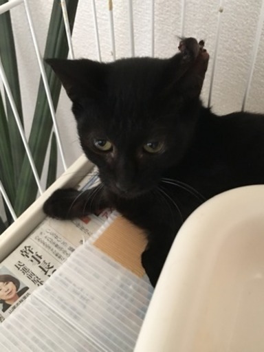 サクラ耳カットの猫ちゃん Chikapyon 赤池の猫の里親募集 ジモティー
