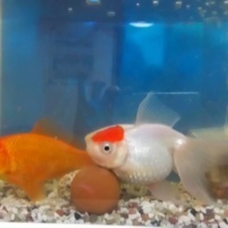 大阪府の金魚 里親募集 ジモティー 大阪府の金魚 里親募集 ジモティー
