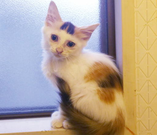 前髪ミケちゃん ぱにゃこ 三郷の猫の里親募集 ジモティー