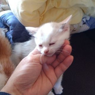 可愛い子猫たちです