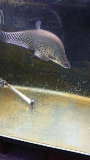 最終値下げ 引き取り可能値引き 熱帯魚 大型魚 ロイヤルナイフ お魚 防府のその他の中古あげます 譲ります ジモティーで不用品の処分