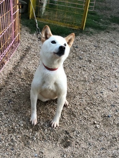 これまでで最高の白い 豆 最高の花の画像