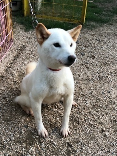 これまでで最高の白い 豆 最高の花の画像