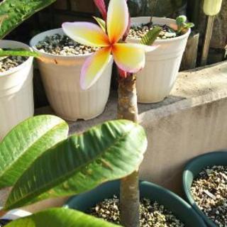 プルメリア挿し木 Riki Mama 横須賀のその他の中古あげます 譲ります ジモティーで不用品の処分