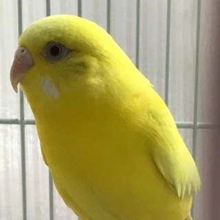 セキセイインコ ルチノー